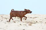 PINSCHER NAIN 038